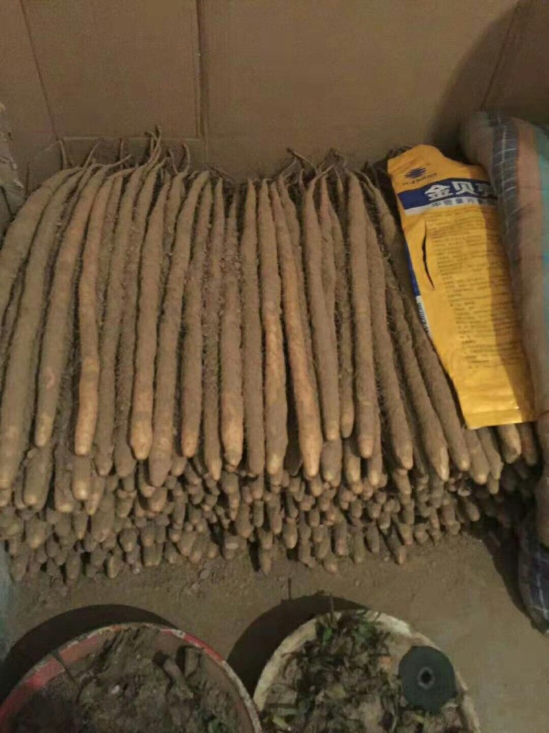 傻099万亩小白嘴白山药基地供应！{武氏专属}