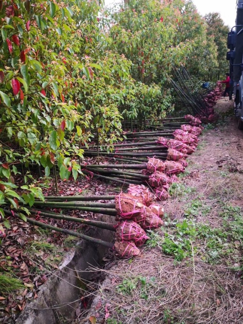 香樟基地1一20公分，现货长期有效，15公分价格。