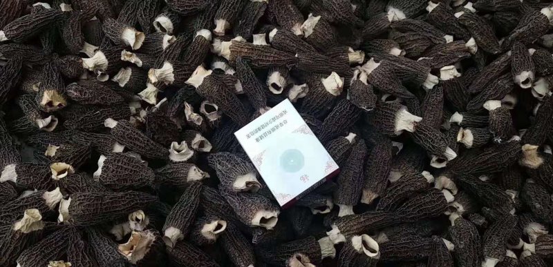 羊肚菌干货香格里拉合作社基地直供，