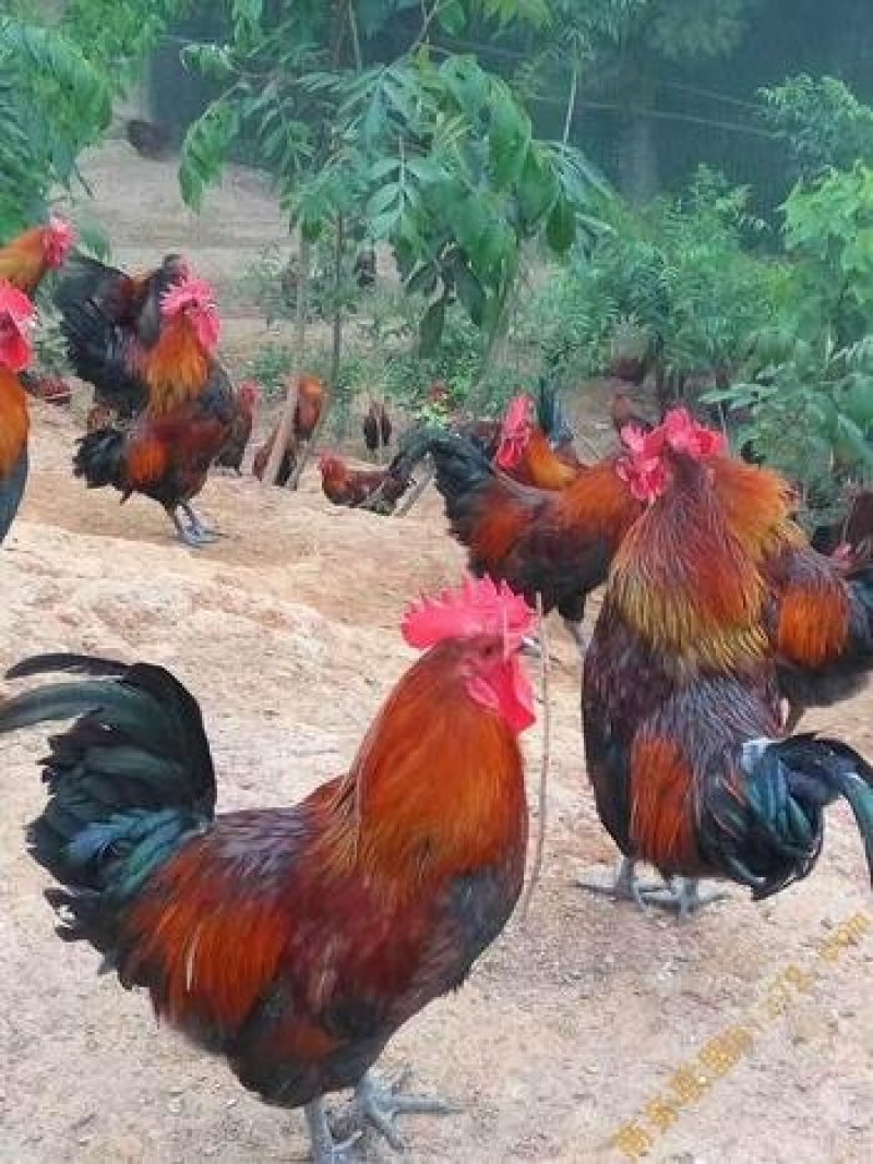 （血毛）土鸡苗/土鸡苗厂家直销、质量保证包运输成
