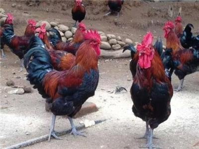 （血毛）土鸡苗/土鸡苗厂家直销、质量保证包运输成