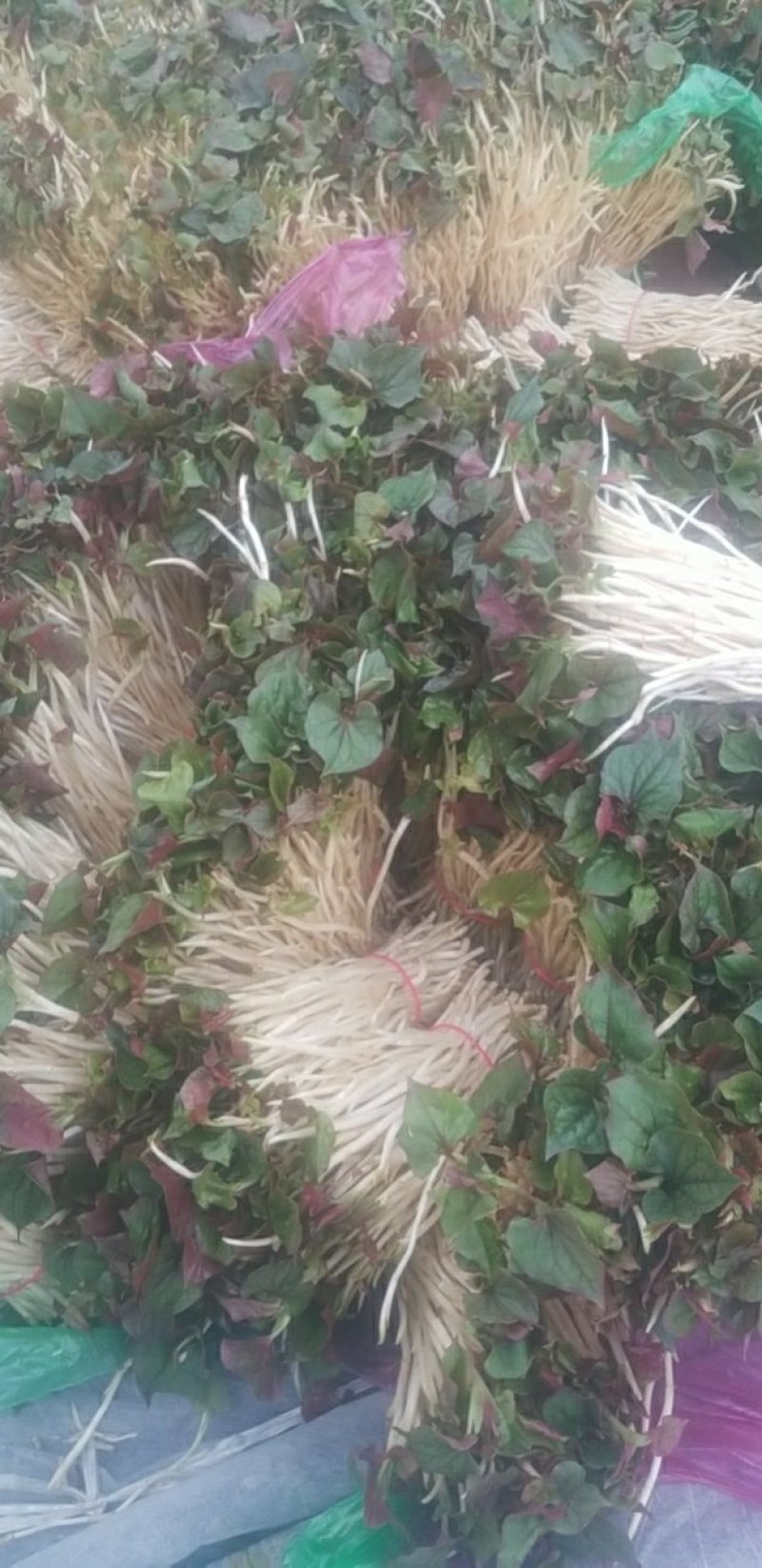 鱼腥草鱼腥草嫩芽折耳芽折耳根折耳根嫩芽