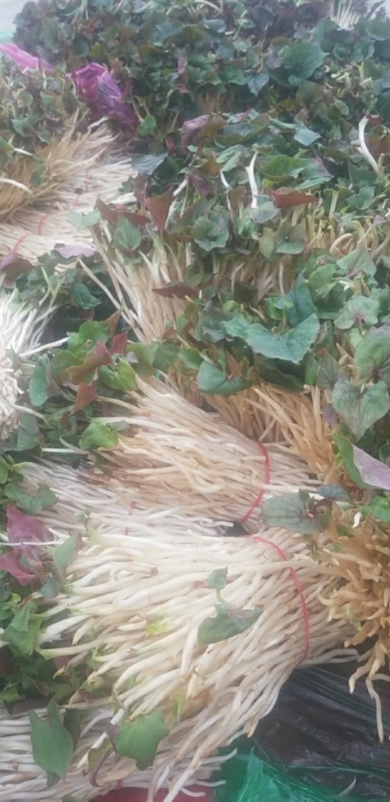 鱼腥草鱼腥草嫩芽折耳芽折耳根折耳根嫩芽