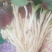 鱼腥草鱼腥草嫩芽折耳芽折耳根折耳根嫩芽