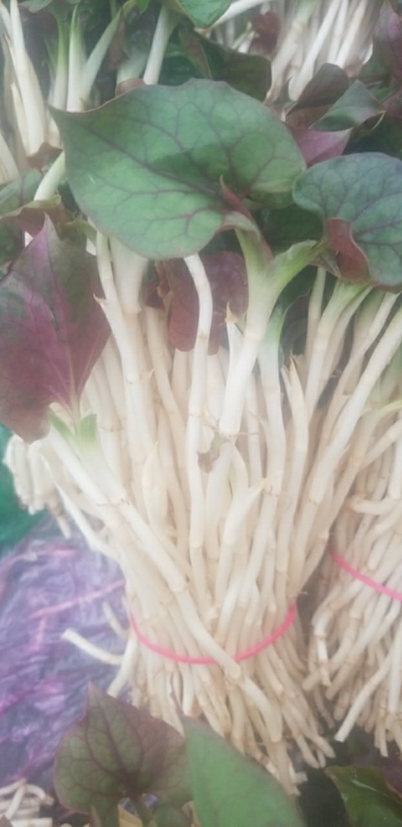 鱼腥草鱼腥草嫩芽折耳芽折耳根折耳根嫩芽