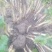 鱼腥草鱼腥草嫩芽折耳芽折耳根折耳根嫩芽