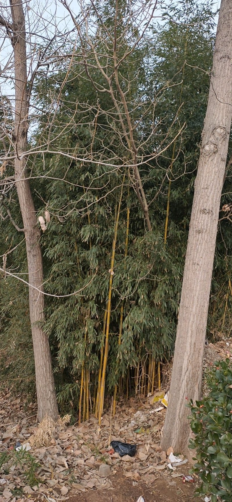 包邮风景竹，金镶玉竹，包成活