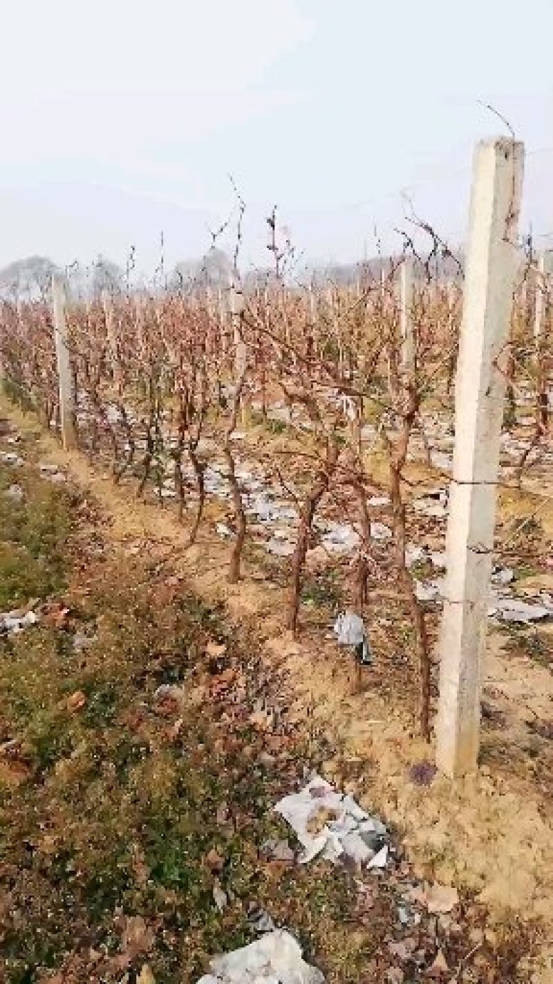 水泥立柱，水泥杆，水泥柱2.3m～2.4m只用了一次处理
