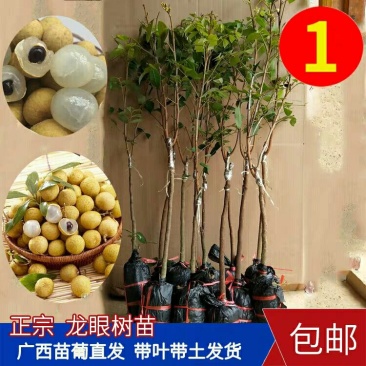 龙眼树苖包邮龙眼苗树石硖嫁接苗广西正宗四季龙眼