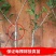 东槐杨梅苗树苗南方种浙江特大当年结果荸荠正宗嫁接
