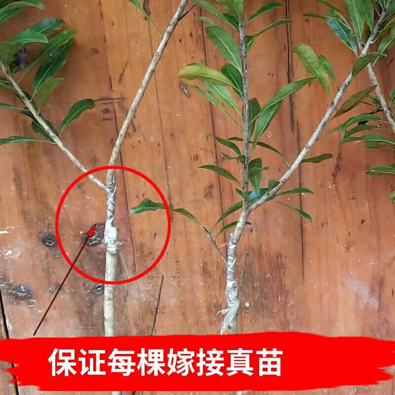 东槐杨梅苗树苗南方种浙江特大当年结果荸荠正宗嫁接