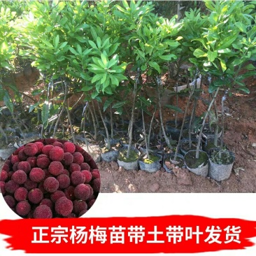 东槐杨梅苗树苗南方种浙江特大当年结果荸荠正宗嫁接