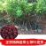 东槐杨梅苗树苗南方种浙江特大当年结果荸荠正宗嫁接