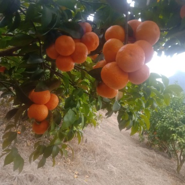 砂糖橘