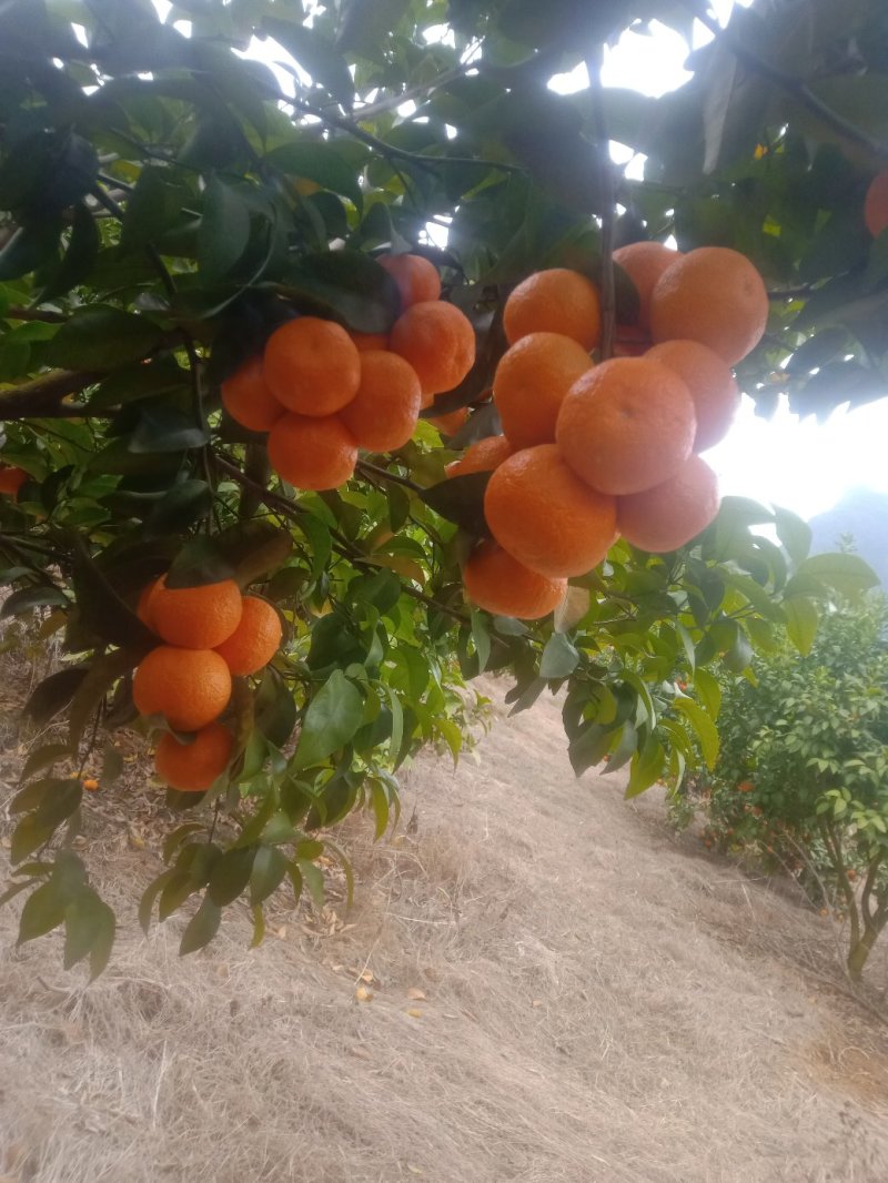砂糖橘
