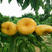 桃树苗新品种嫁接油蟠桃树苗当年结果市场行情好高产桃树