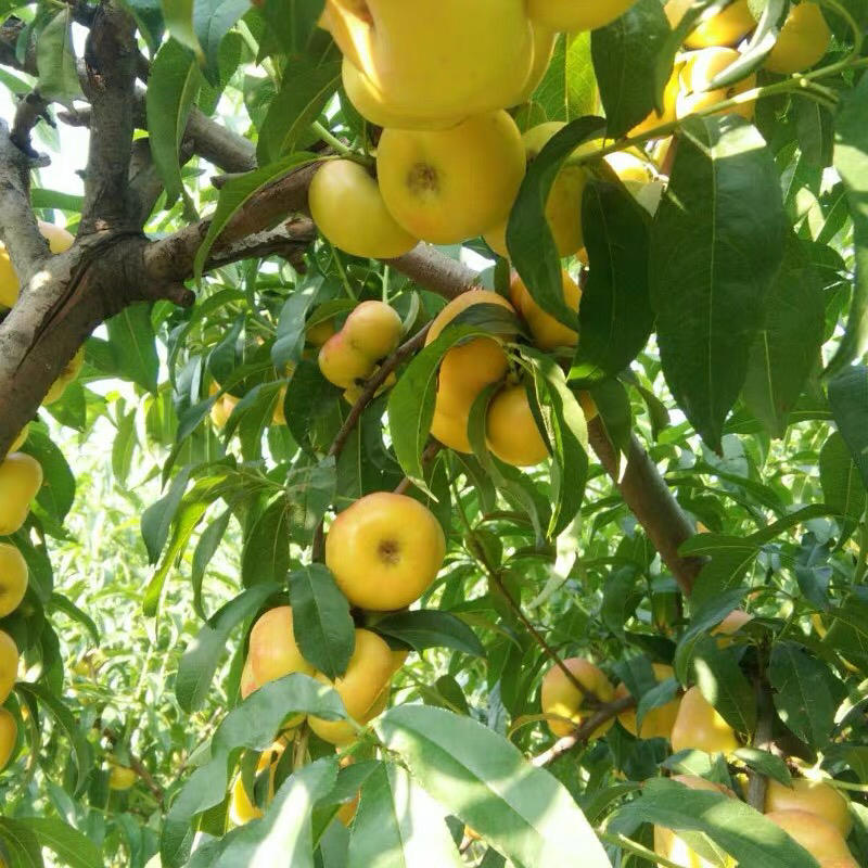 桃树苗新品种嫁接油蟠桃树苗当年结果市场行情好高产桃树