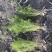 天门冬，老虎尾巴根，四川天门冬基地，成都天门冬批发价格