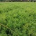 天门冬，老虎尾巴根，四川天门冬基地，成都天门冬批发价格