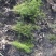 天门冬，老虎尾巴根，四川天门冬基地，成都天门冬批发价格