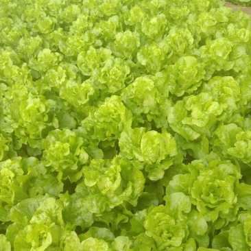 生菜。