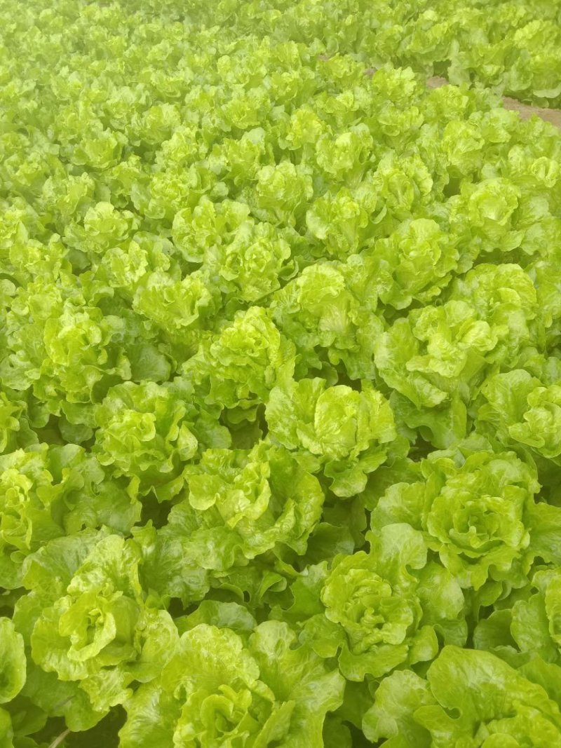 生菜。
