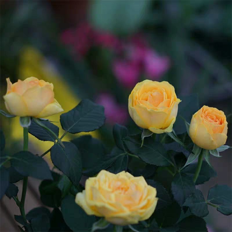 玫瑰花欧月浓香型月季盆栽室内植物客厅庭院造型四季花卉好养