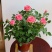 玫瑰花欧月浓香型月季盆栽室内植物客厅庭院造型四季花卉好养
