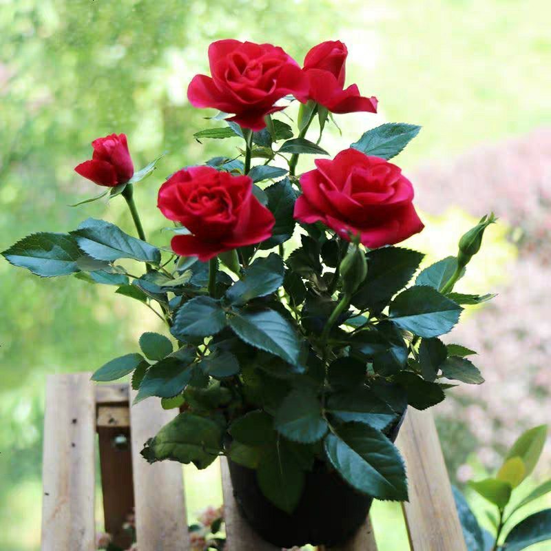 玫瑰花欧月浓香型月季盆栽室内植物客厅庭院造型四季花卉好养