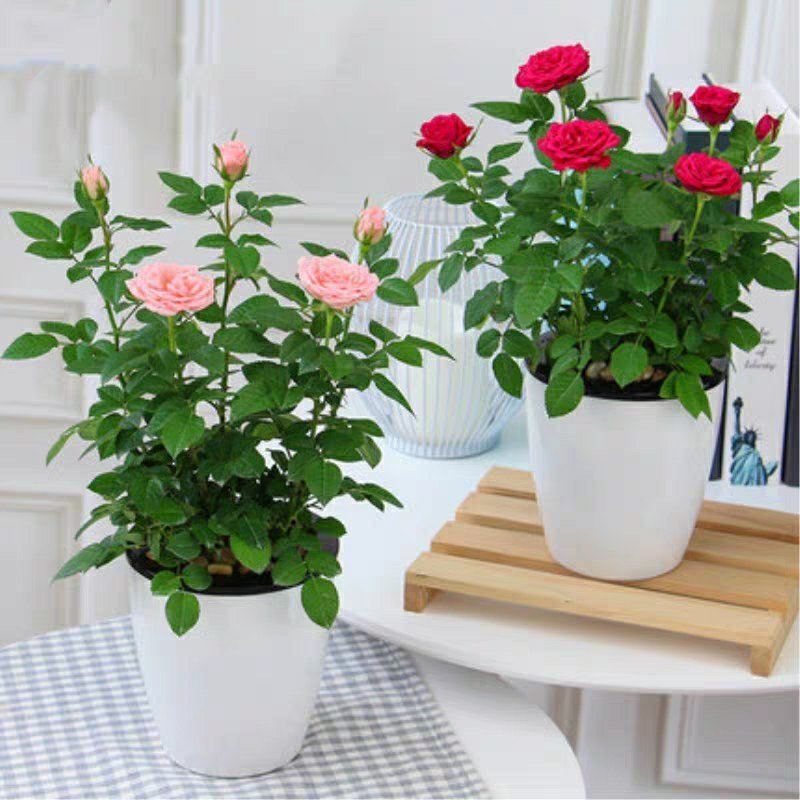 玫瑰花欧月浓香型月季盆栽室内植物客厅庭院造型四季花卉好养