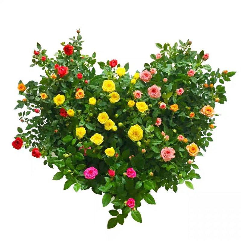 玫瑰花欧月浓香型月季盆栽室内植物客厅庭院造型四季花卉好养