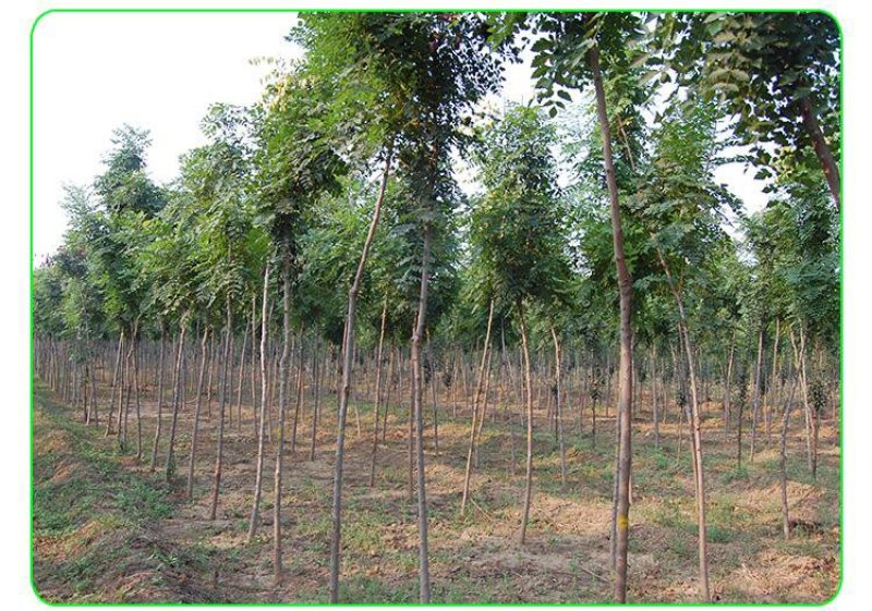 栾树苗庭院风景树栾树苗黄山栾树北京栾树绿化苗木