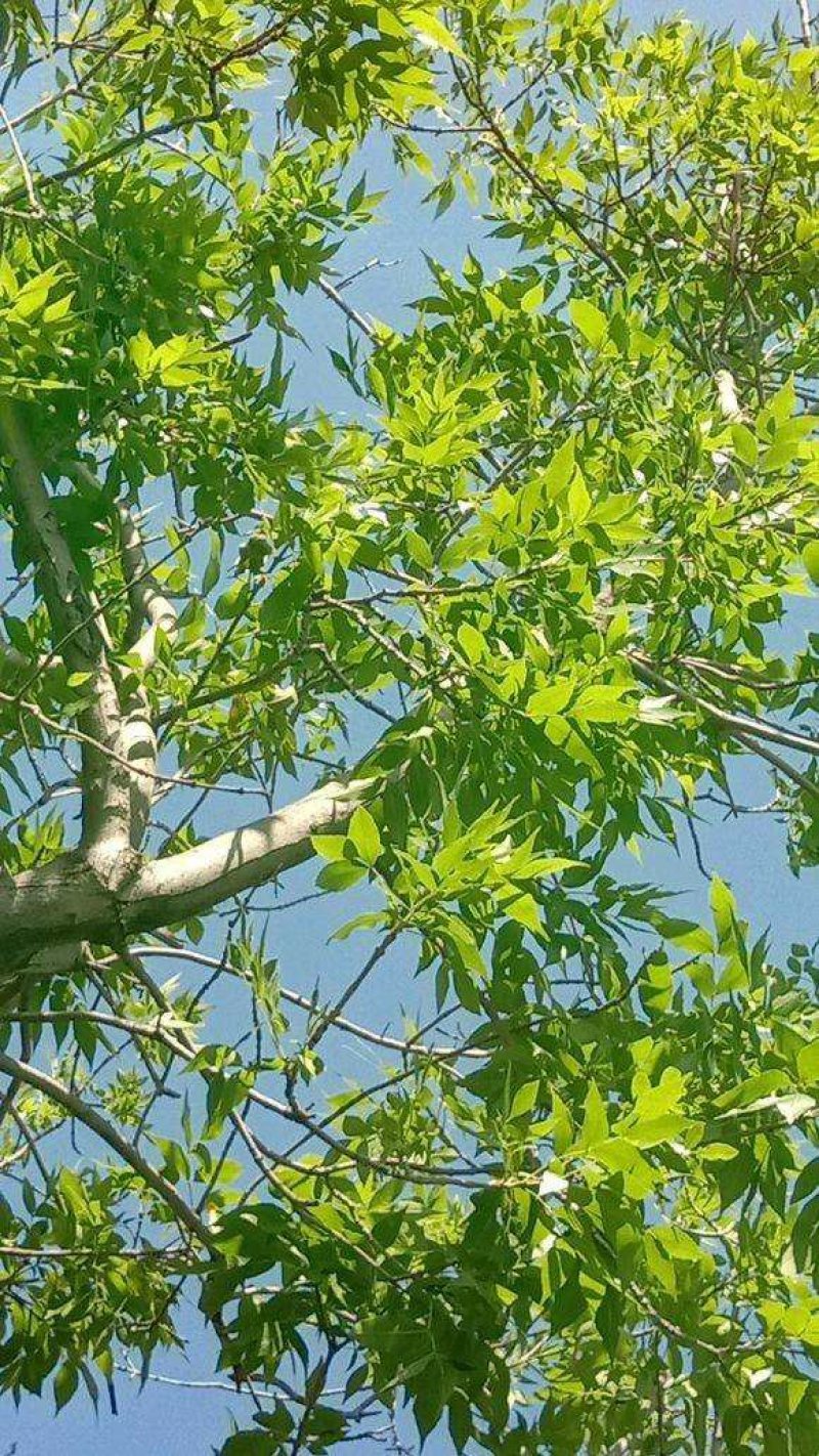 栾树苗庭院风景树栾树苗黄山栾树北京栾树绿化苗木