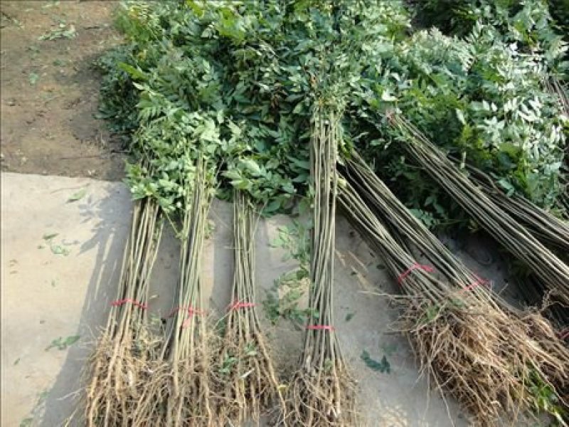 栾树苗庭院风景树栾树苗黄山栾树北京栾树绿化苗木