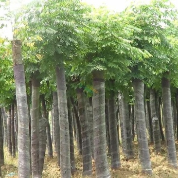 栾树苗庭院风景树栾树苗黄山栾树北京栾树绿化苗木