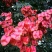 栾树苗庭院风景树栾树苗黄山栾树北京栾树绿化苗木