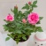 玫瑰花欧月浓香型月季盆栽室内植物客厅庭院造型四季花卉好养