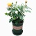 玫瑰花欧月浓香型月季盆栽室内植物客厅庭院造型四季花卉好养