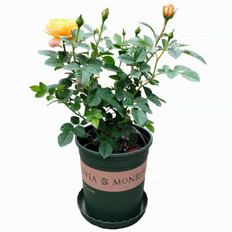 玫瑰花欧月浓香型月季盆栽室内植物客厅庭院造型四季花卉好养