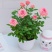 玫瑰花欧月浓香型月季盆栽室内植物客厅庭院造型四季花卉好养