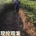 砂糖橘子树苗盆栽地栽苗南方种植桔子树苗嫁接苗