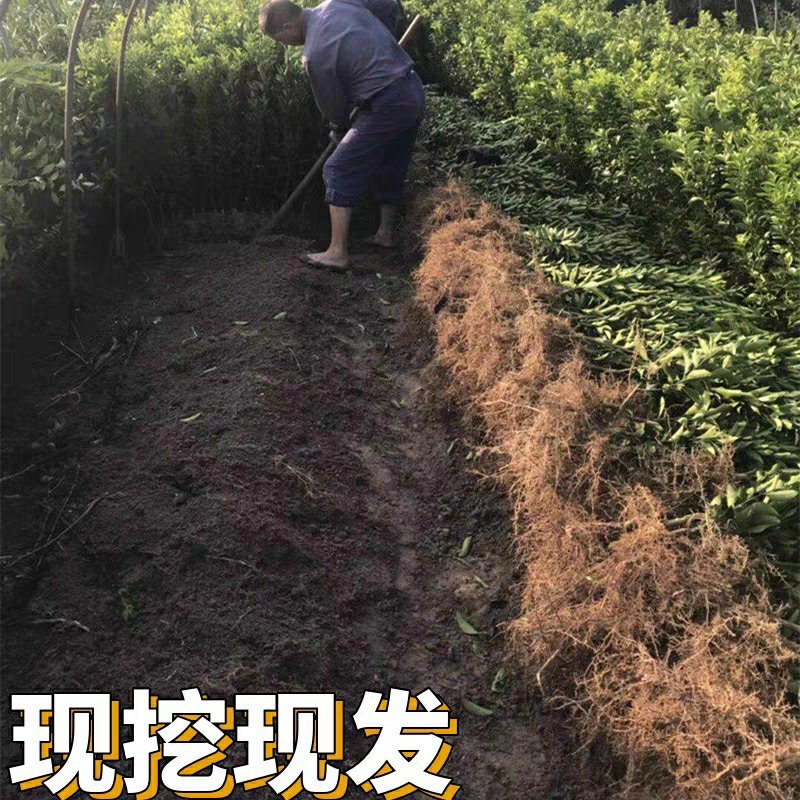 砂糖橘子树苗盆栽地栽苗南方种植桔子树苗嫁接苗
