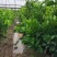 砂糖橘子树苗盆栽地栽苗南方种植桔子树苗嫁接苗