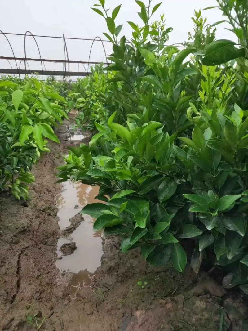 砂糖橘子树苗盆栽地栽苗南方种植桔子树苗嫁接苗