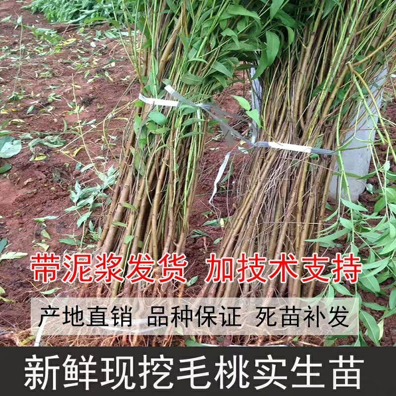 桃树原苗毛桃苗实生桃苗直生苗野桃苗毛桃树苗实生毛桃苗桃砧