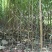 桃树原苗毛桃苗实生桃苗直生苗野桃苗毛桃树苗实生毛桃苗桃砧