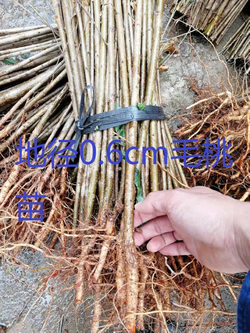 桃树原苗毛桃苗实生桃苗直生苗野桃苗毛桃树苗实生毛桃苗桃砧