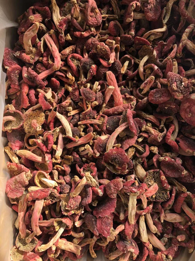 大红菌红菇开菇大菇