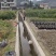 台梅杨梅树产地供货大果早熟提供种植技术欢迎来电
