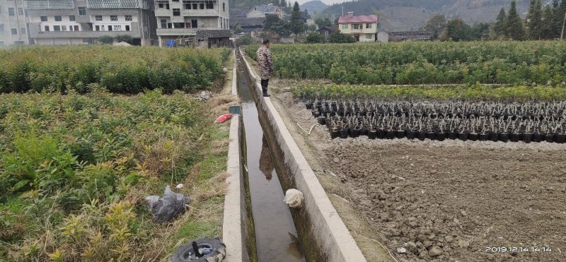 台梅杨梅树产地供货大果早熟提供种植技术欢迎来电